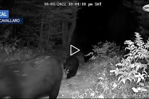 Video: Bear cubs following mother caught on trail camera in Whitefield