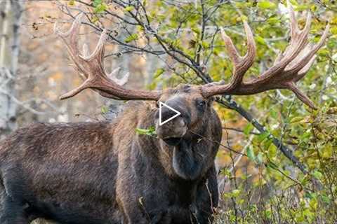 MONSTER BULL MOOSE CHASE OFF 3 BULLS | 4K