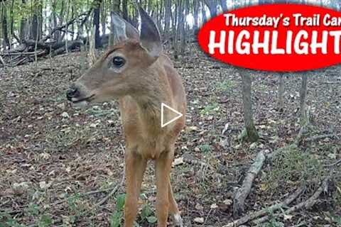 A Spooky Spike, Curious Button Buck, and Gathering Possum: Thursday's Trail Cam Highlights 10.6.22