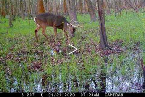 Trail Cam Video Cam 1, Public Land Swamp, South Louisiana 2020