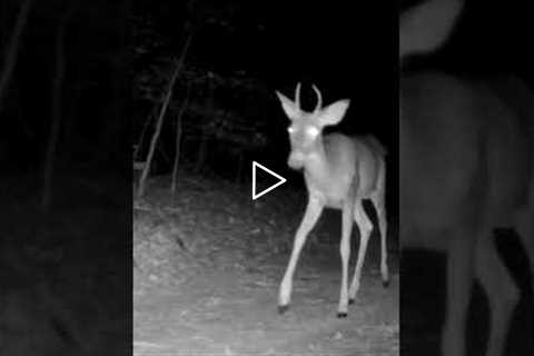 Trail Camera: Young Buck Walking By!!!