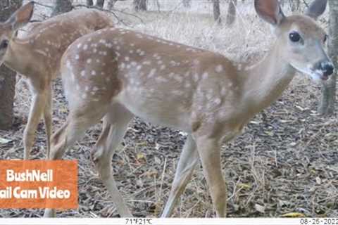 BushNell Trail Camera Video August 15-25, 2022