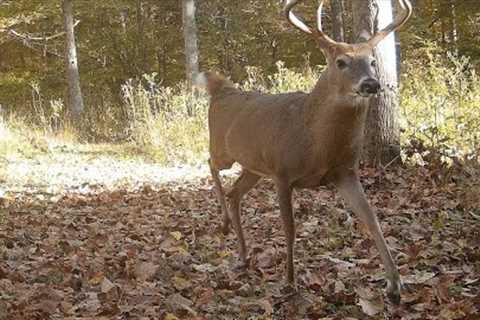 Browning Covert Trail Cameras 1st Field Right 21 Oct 2022