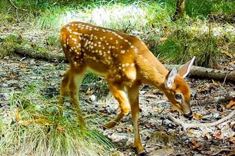 Cute Baby Deer Video from a Trail Camera