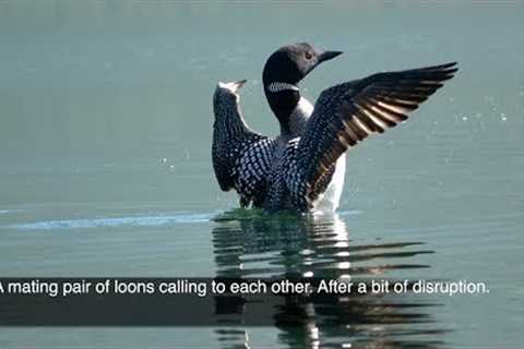 A mating pair of loons calling to regroup after a bit of disruption. Alaska