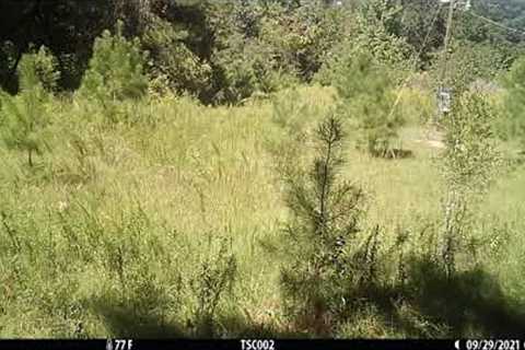 Trail Camera August - October 2022