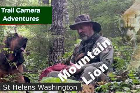 Mountain Lions on Mt. St. Helens: Cougar Sightings and Trail Camera Videos