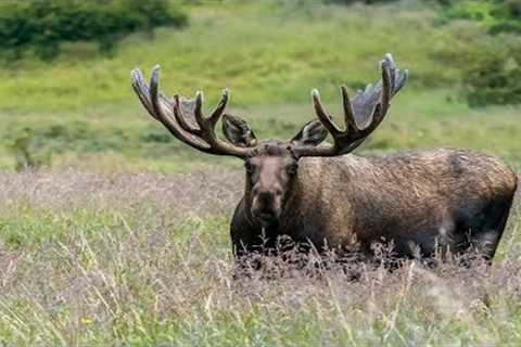 MONSTER ALASKAN BULL MOOSE | UP CLOSE IN 4K