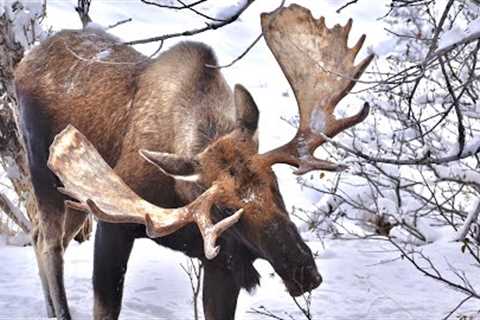 Alaska Moose: Post Rut Sparring Clip