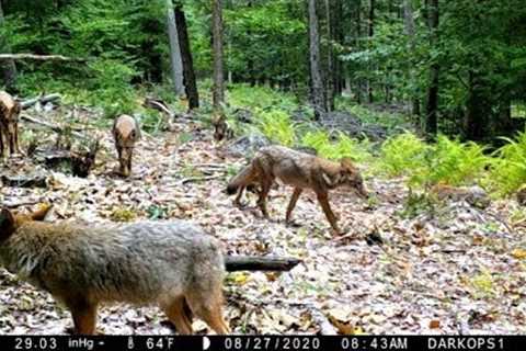 Logging Road Trail Cam Videos