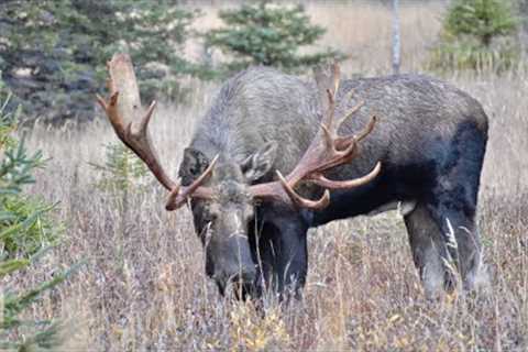 An Awesome Nontypical Bull Moose