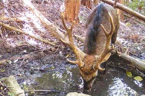 Thirsty sika deer on trail camera