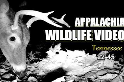 Appalachia Wildlife Video 22-45 from Trail Cameras in the Tennessee Foothills of the Smoky Mountains