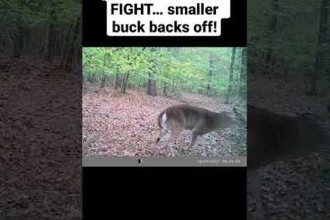 Buck FIGHT caught on my trail camera! #hunting #deerhunting #bigbuck