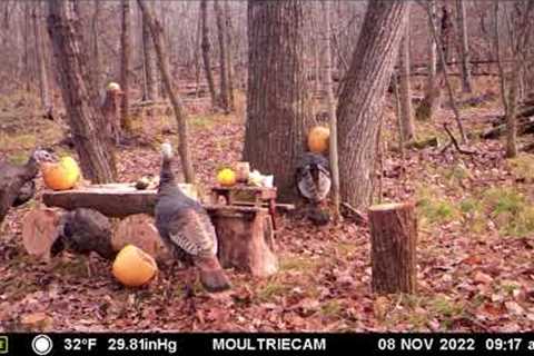 Trail Cam Picnic Table November 7 - 8, 2022 #SDSG