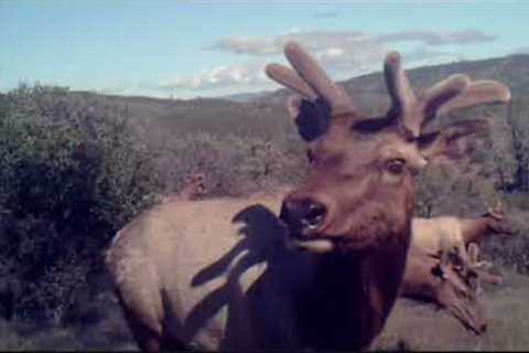 Trail Camera Wildlife 01