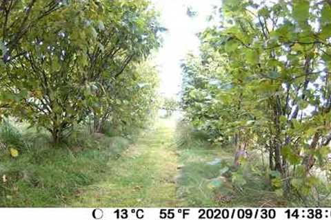 Trail camera in the garden