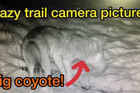 Crazy Trail Camera Pictures!