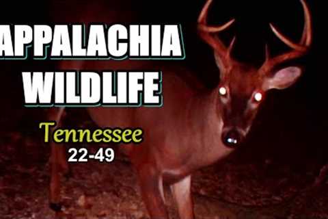 Appalachia Wildlife Video 22-49 from Trail Cameras in the Tennessee Foothills of the Smoky Mountains