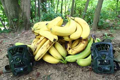 What Happens to a Pile of Bananas in the Woods? (Trail Camera)