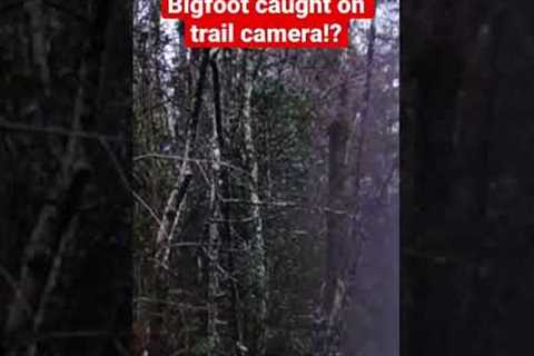 Bigfoot on Trail Camera Destroying Tree and Hunting Coyote? | Squatch Watchers Short Rewind