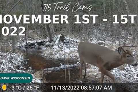 November 1st-15th 2022 Tomahawk Wisconsin Trail Cam Highlights