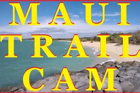 Maui Hawaii Trail Cam | Camera #1: Video #1 | Environmentally Maui