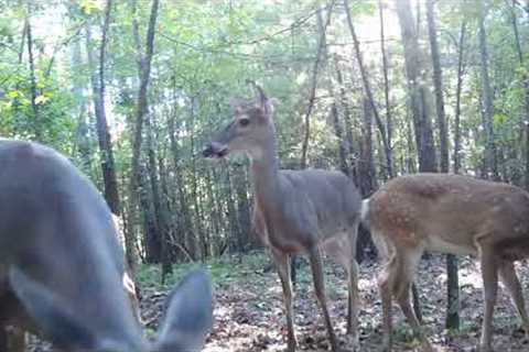 Trail Cam Videos DEER, Nature Videos with MUSIC, trail camera wildlife, wildlife trail camera