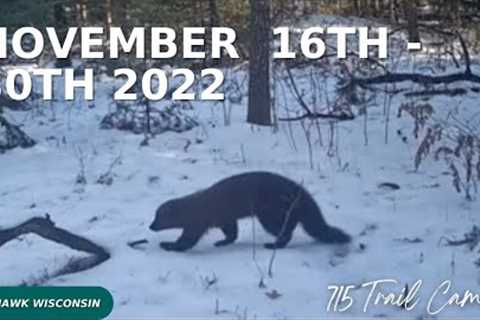 November 16th - 30th 2022 Tomahawk Wisconsin Trail Cam Highlights