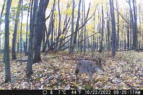 Michigan Trail Cameras: October 10, 2022 - November 1, 2022 (Camera 5)