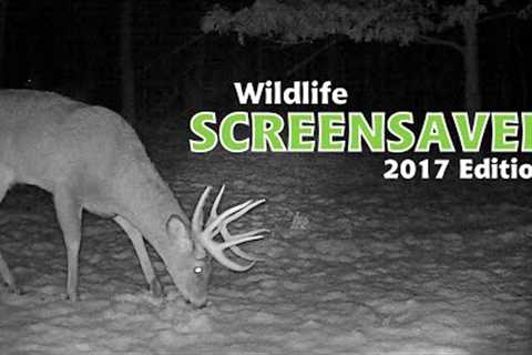 Wildlife Screensaver | 2017 Edition | Trail Camera Videos