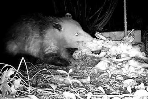 Opossum Eating Food Stash Caught on Trail Camera