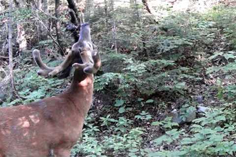 Where the Wild Things Are | Big Woods Trail Camera