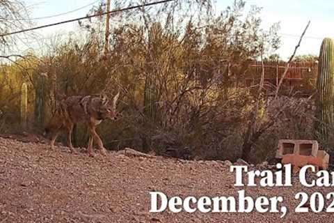 Desert Trail Camera, December 2022, Tucson, AZ