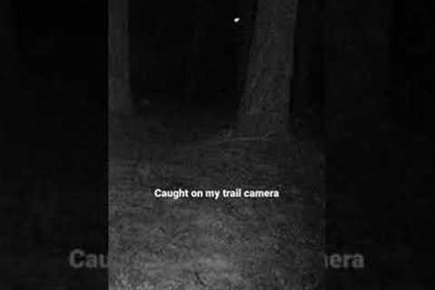 Strange Trail Camera Capture