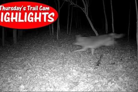 Coyote chases deer, Bobcat sneaks, Turkeys, Buck eats bush: Thursday''s Trail Cam Highlights 1.5.23