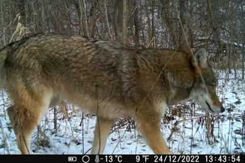 Trail camera series. Taken from 23 to 30.12.2022 Some nice coyote and raccoon captures