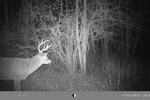 Ellicottville Trail Cam Check November 2022