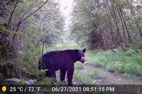 Trail Camera in Northern Alberta - Bears, Beets, Battlestar Galactica.