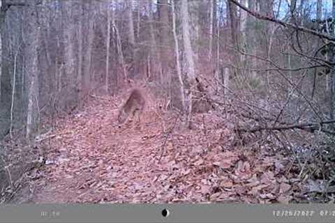 Trail Camera Footage From December 2022