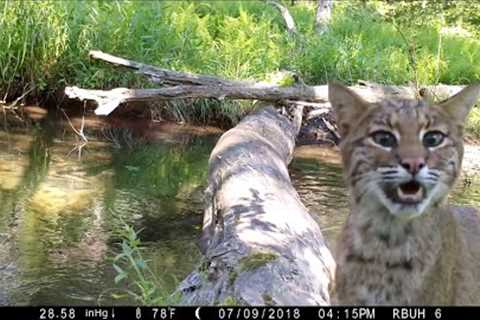 Pennsylvania man captures all walks of life crossing log bridge