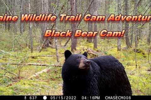 Maine Wildlife Trail Cam Adventures | Black Bear Cam ~