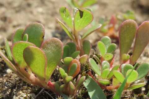 So, Can You Eat Purslane for Survival?