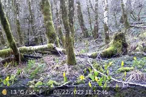 Trail Camera 03Z02 - Tillamook State Forest - May 2022