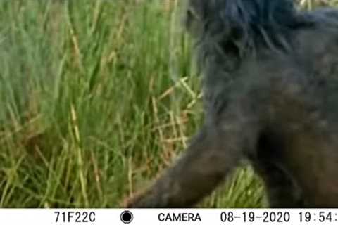 TRAIL CAM CAPTURES STRANGE HOMINID FIGURE!! - Bigfoot Activity Caught And Documented On Camera!!