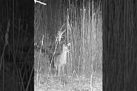 Trail Camera: One Week Of Pictures #bucks #deer #trailcam #wildlife