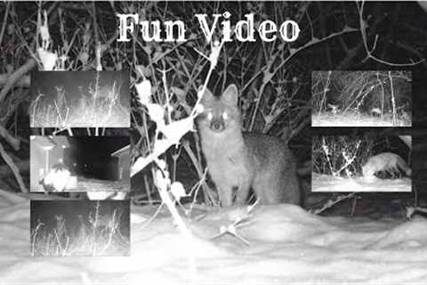 Fun Trail Camera Animal Video