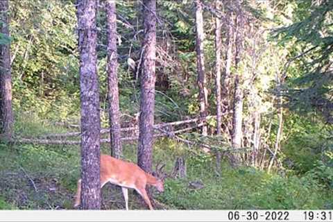 Trail Camera Video Feb 15, 2023