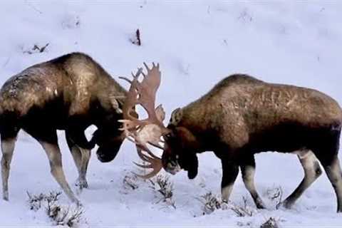 Alaska Moose: Post Rut Sparring