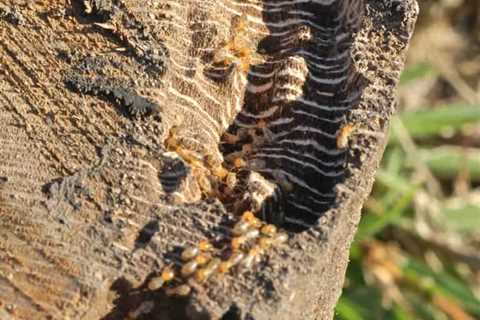 So, Can You Eat Termites for Survival?